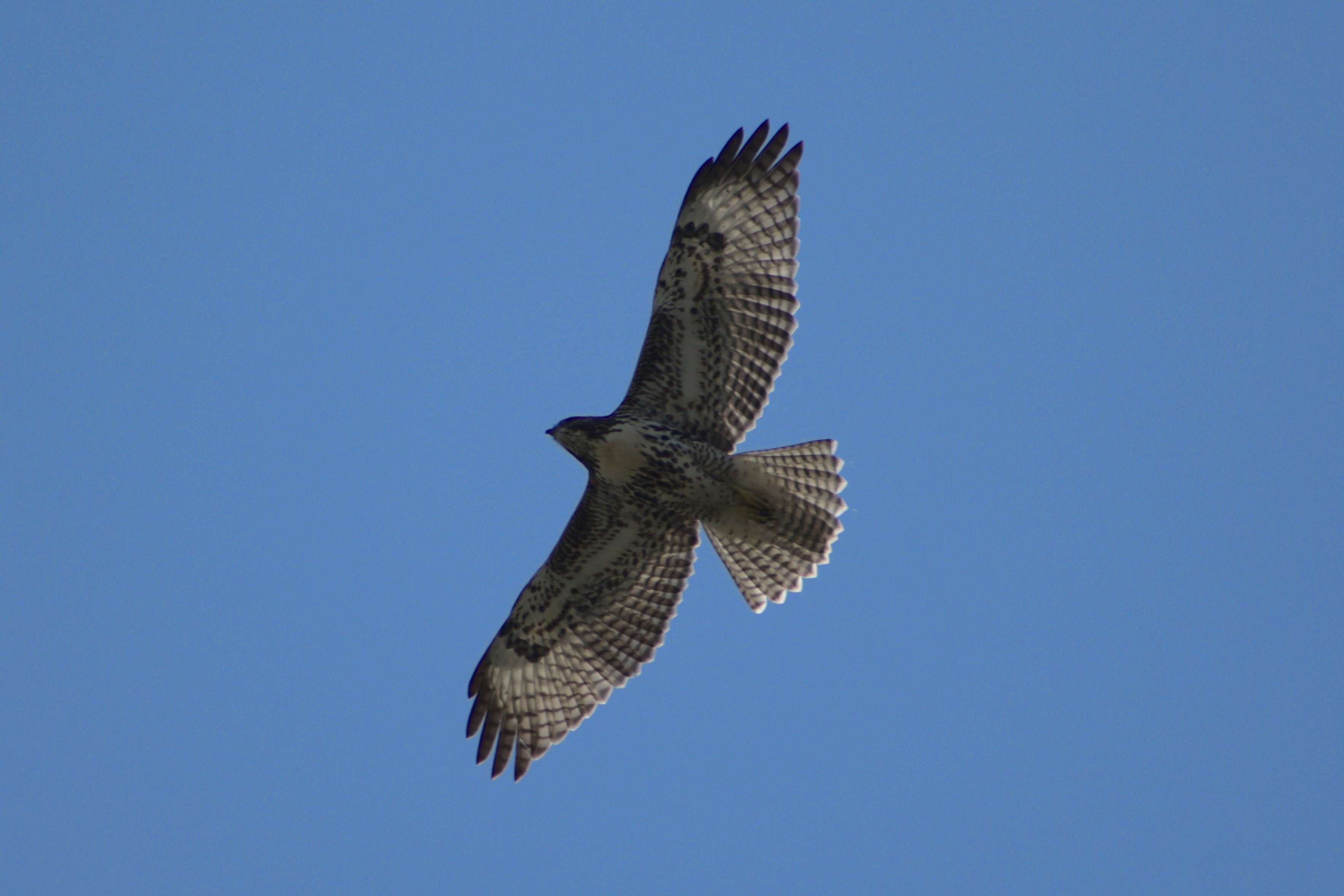 Hawk Photo